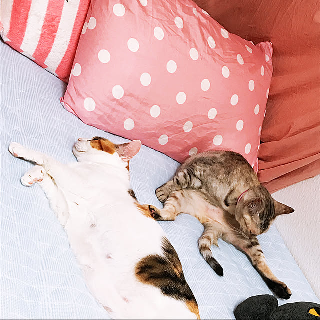 sakuraxsakuさんの実例写真