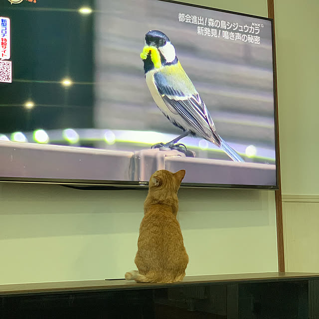 mikeume7さんの実例写真