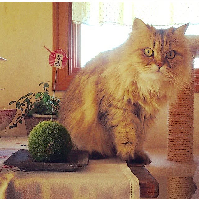 teddyさんの実例写真