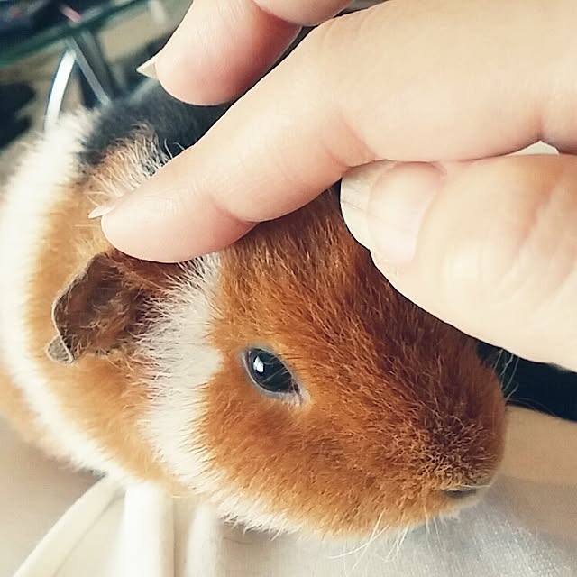 tantanさんの実例写真