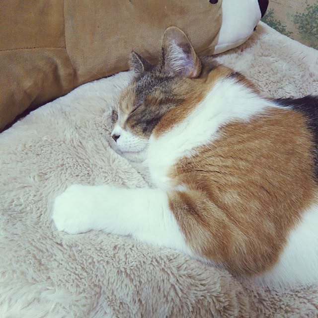 yukieさんの実例写真
