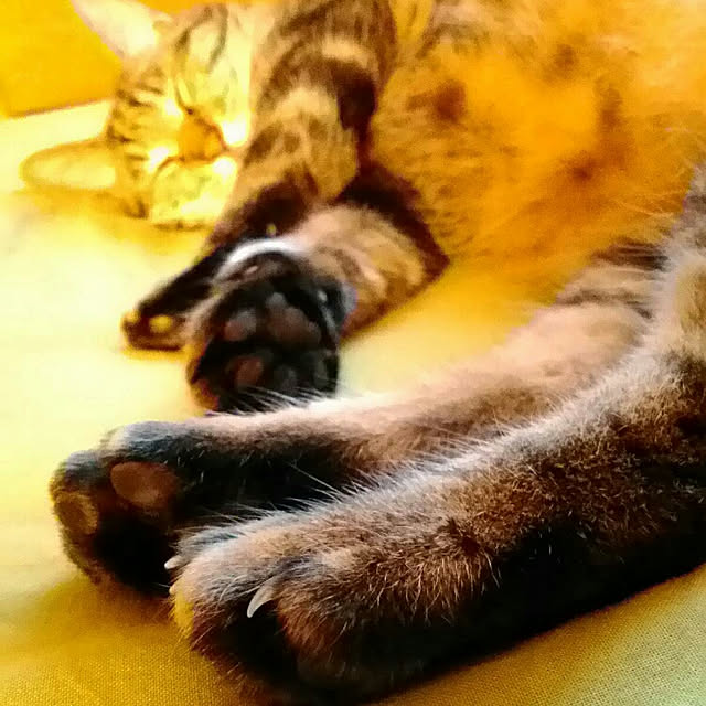 mairin318さんの実例写真