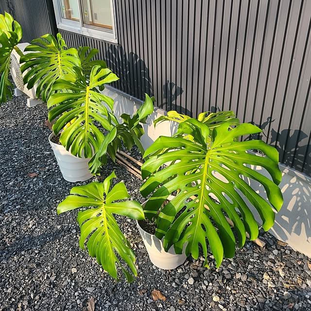 Rubiconさんの部屋