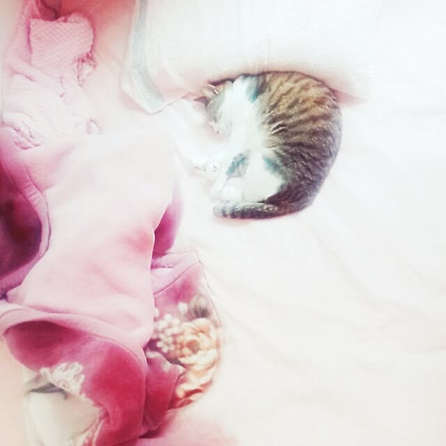 honokaさんの実例写真