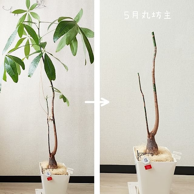 pinonさんの部屋