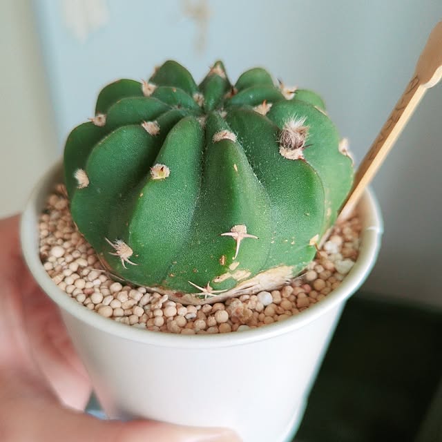 cocomintさんの実例写真