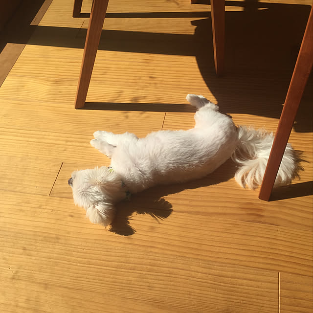 bonさんの実例写真