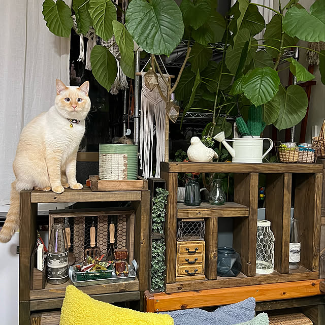 mohhaさんの実例写真