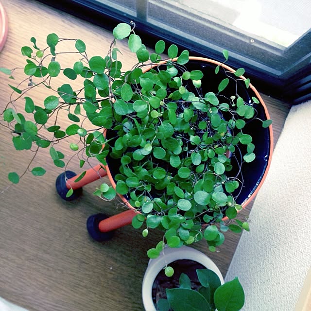 L.さんの実例写真