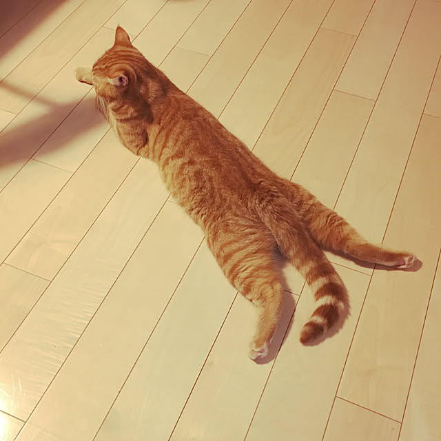 nekoさんの実例写真