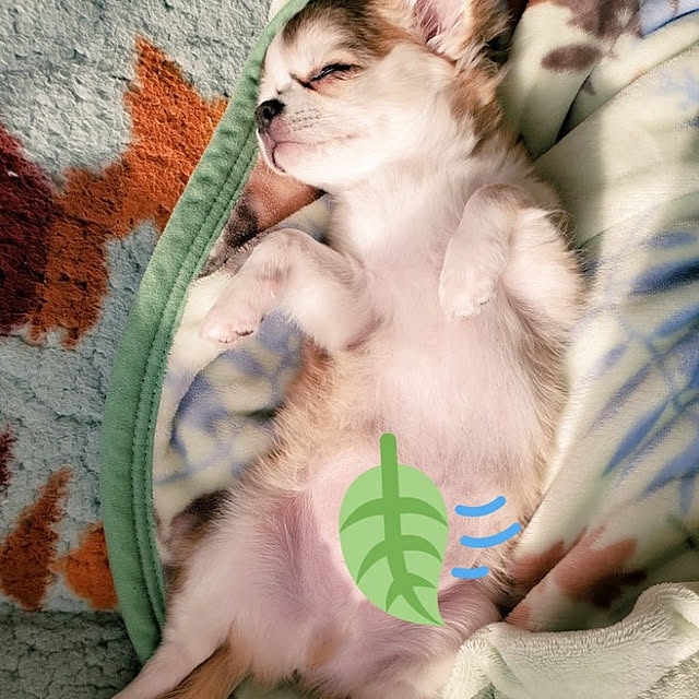 ベッド周り/いいね、フォロー本当に感謝です♡/皆さんとの出逢いに感謝♡/犬/チワワ...などのインテリア実例 - 2022-03-15 07:13:22