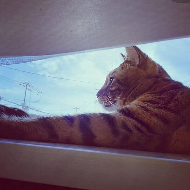 megu.catさんの実例写真
