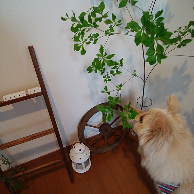 miho-haluさんの実例写真