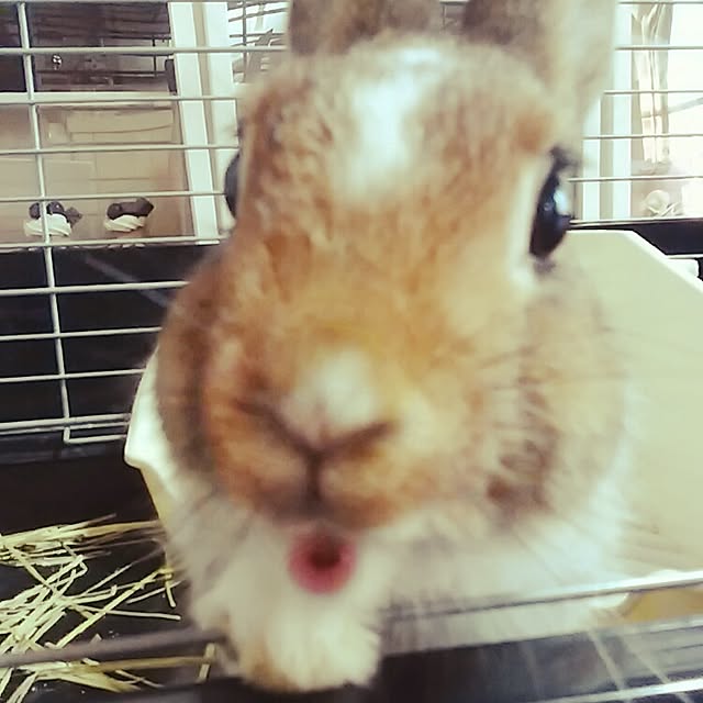 jankenkenさんの実例写真