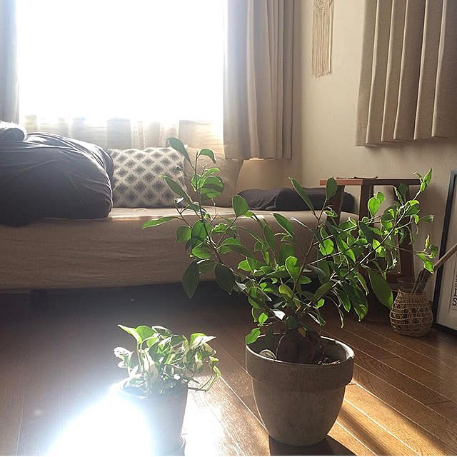 部屋全体/観葉植物/植物のある暮らしのインテリア実例 - 2018-02-08 12:01:51