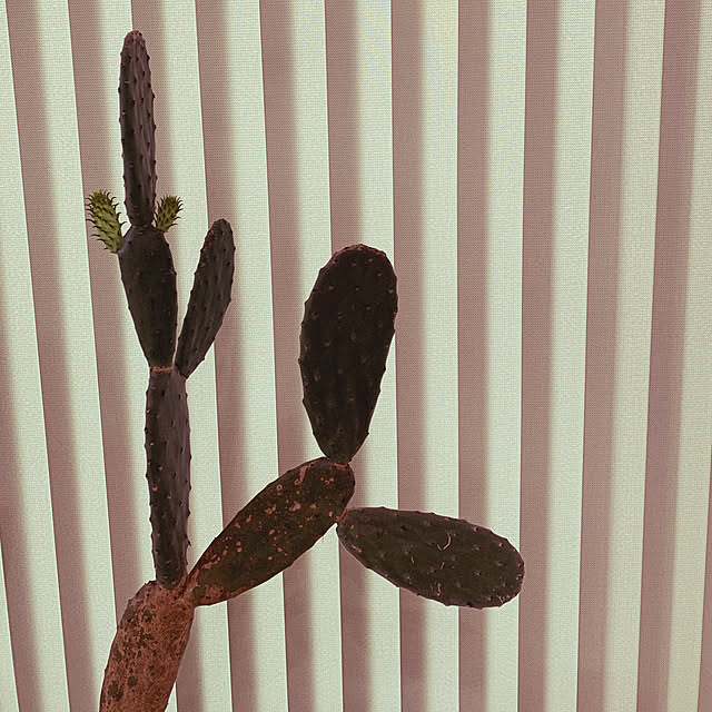 Shiguさんの実例写真