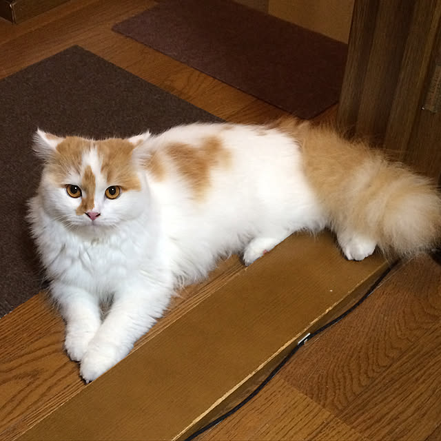 keiさんの実例写真