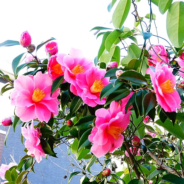 mitsuyama3136さんの実例写真