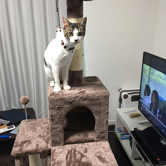awaさんの実例写真