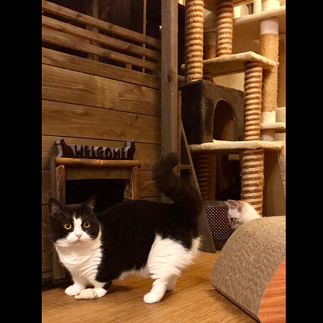 butachanさんの実例写真