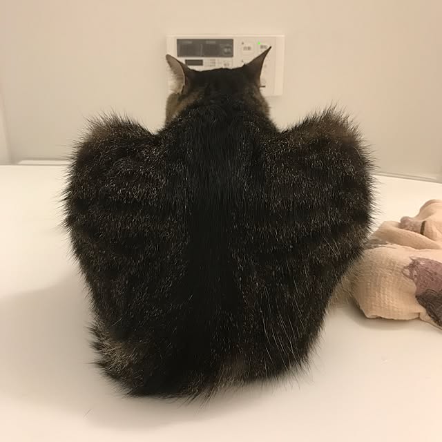 miruさんの実例写真