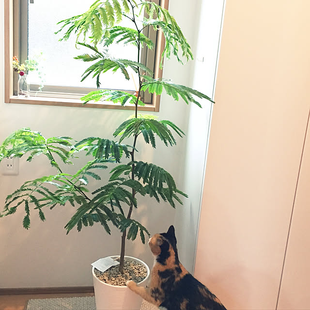 meguchiyoさんの実例写真