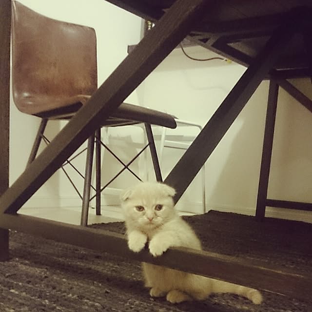 MarshmallowMuffinさんの実例写真