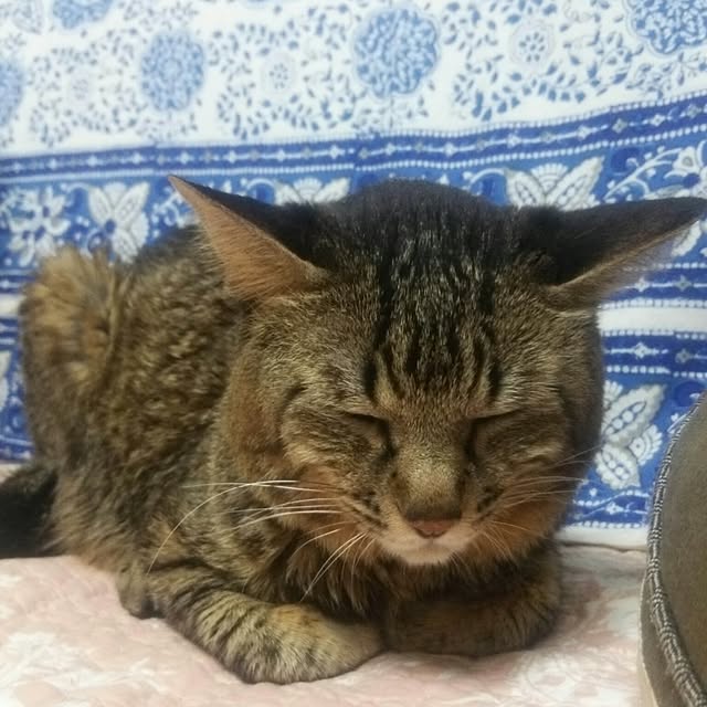 kittenblueさんの実例写真