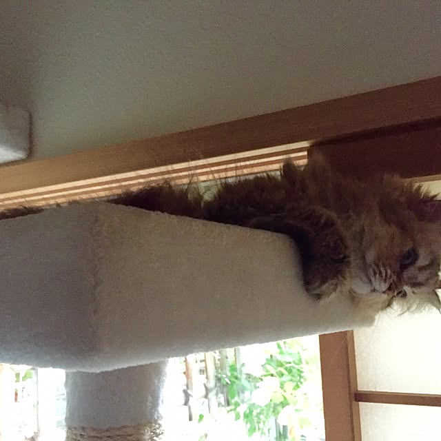butachanさんの実例写真