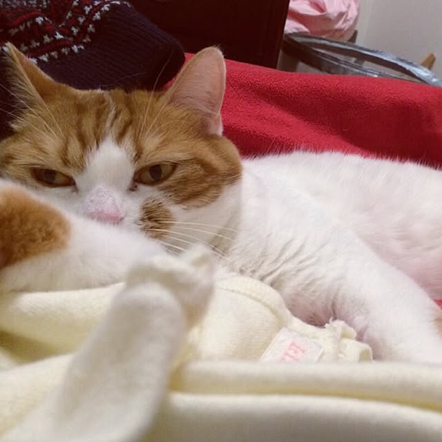 chi_kaさんの実例写真