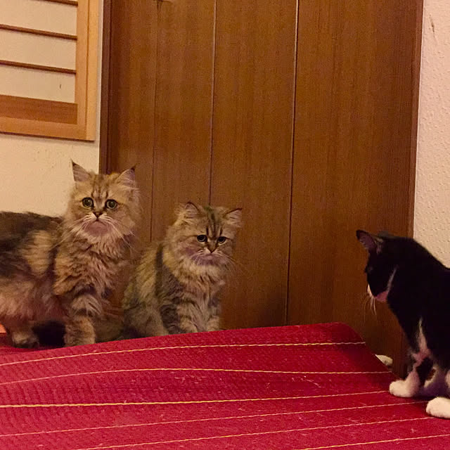 butachanさんの実例写真