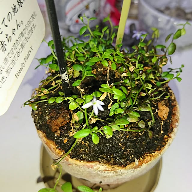 yuukyさんの実例写真