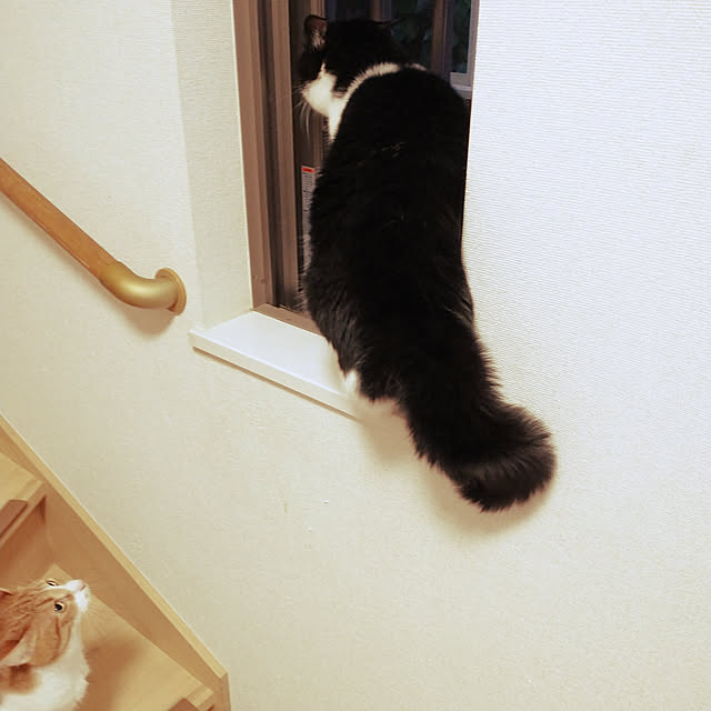suisaiさんの実例写真