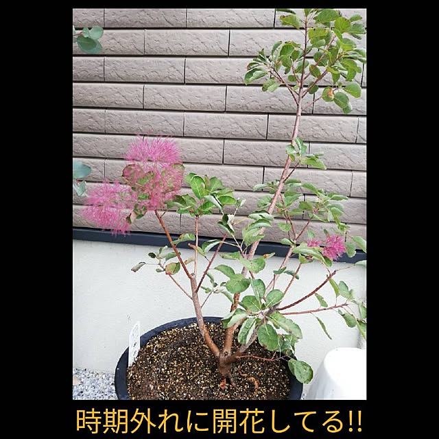 fumitanさんの実例写真