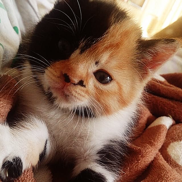 kuuaさんの実例写真