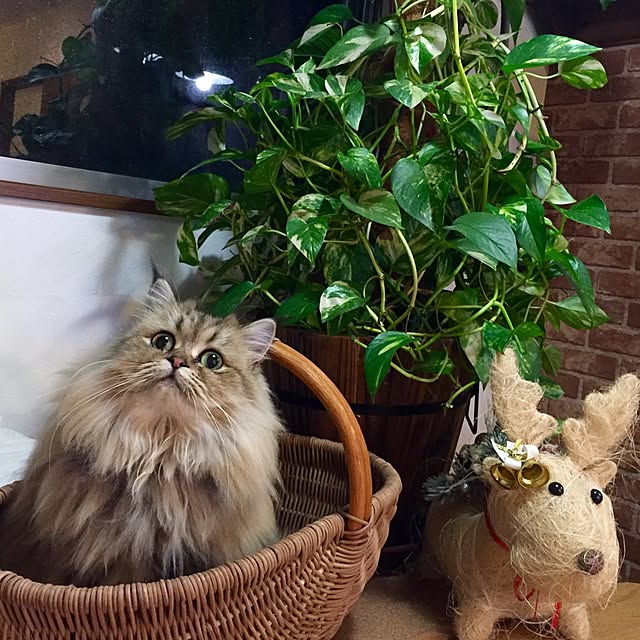 butachanさんの実例写真