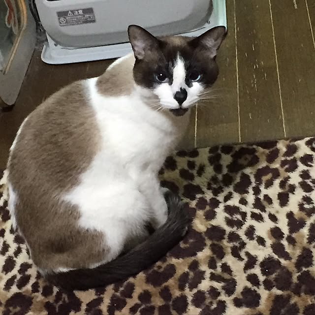 vivienne.coco-keiさんの実例写真