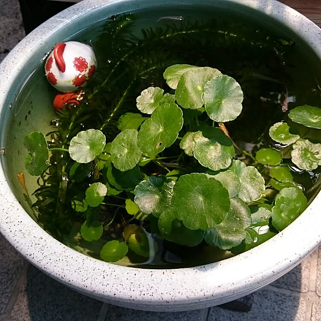 runaさんの実例写真