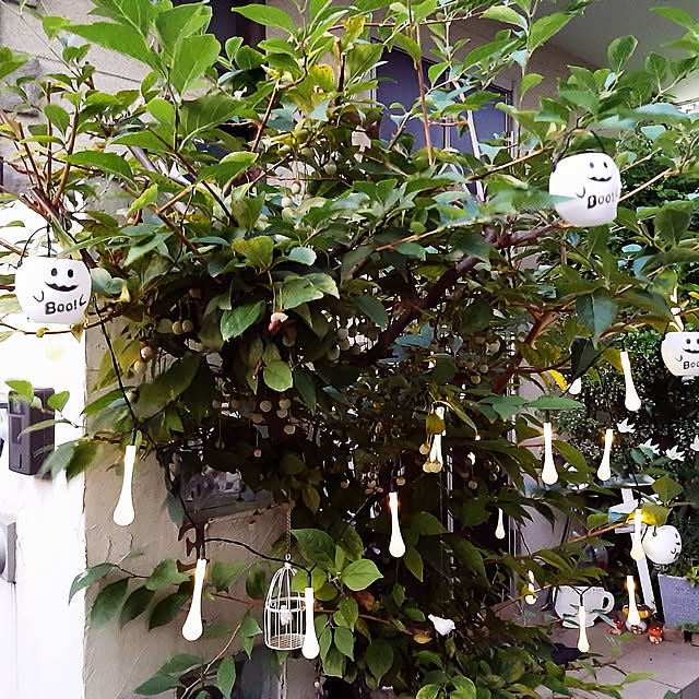 hacchiさんの実例写真