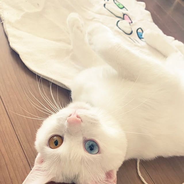 necoさんの実例写真