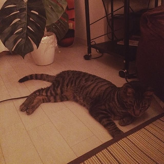 rennohana73さんの実例写真