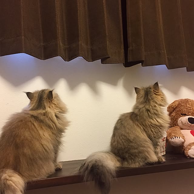 butachanさんの実例写真