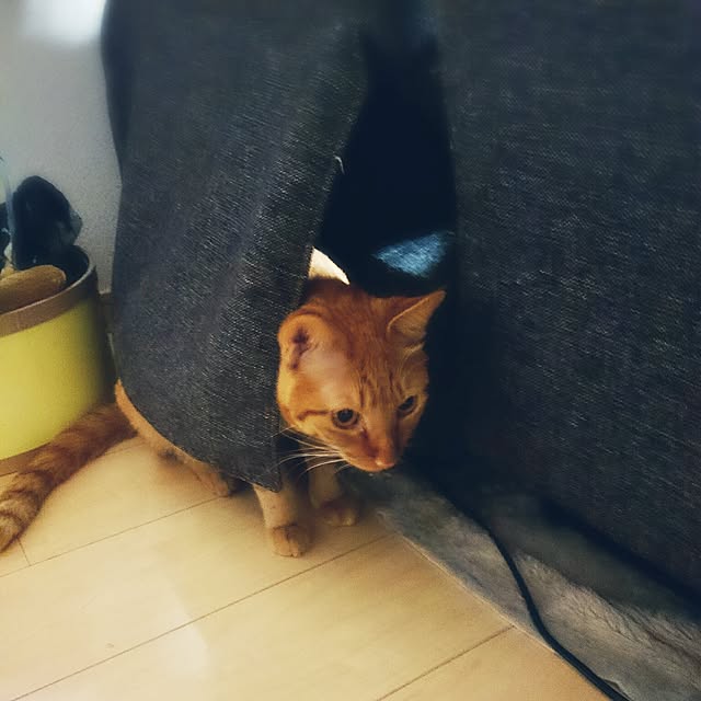 machakiさんの実例写真