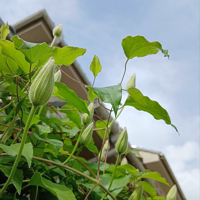 chidorinさんの実例写真