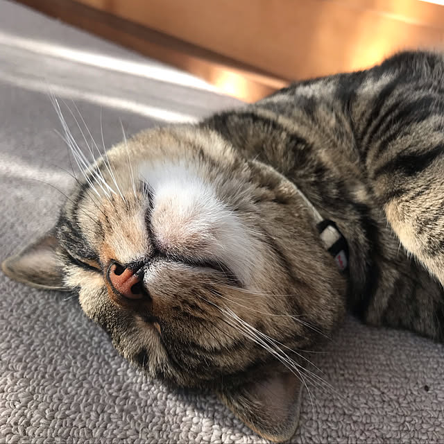 maruさんの実例写真