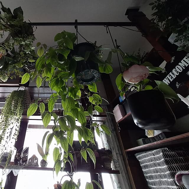 noaさんの部屋