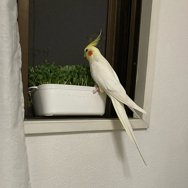 toratanさんの実例写真
