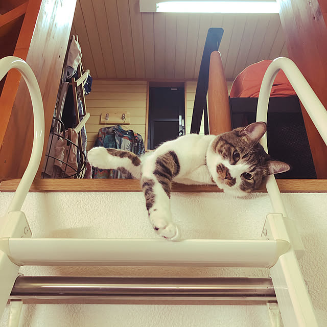jijiさんの実例写真