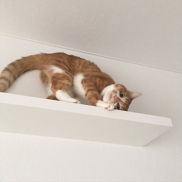 myuuさんの実例写真