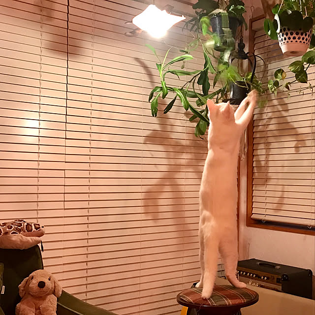 sakurasakuさんの実例写真